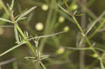 Slenderleaf false foxglove